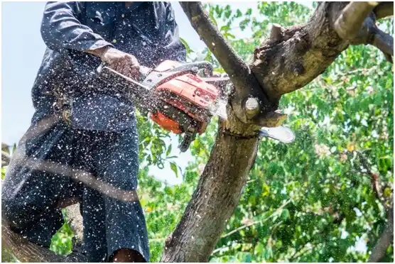 tree services Erda
